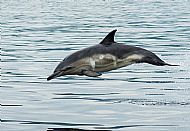 Common dolphin