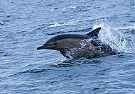 Common dolphin