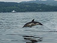 Common dolphin