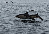 Common dolphin