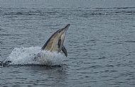 Common dolphin