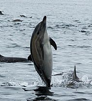 Common dolphin