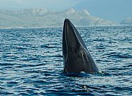 Minke whale