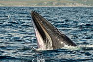 Minke whale