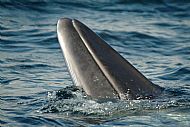 Minke whale