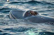 Minke whale