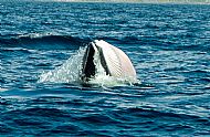 Minke whale