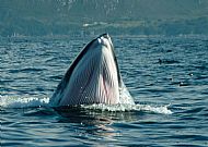 Minke whale