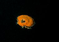 Aequipecten opercularis