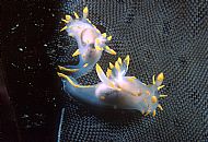 Polycera quadrilineata