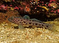 Thorogobius ephippiatus