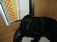 Holly