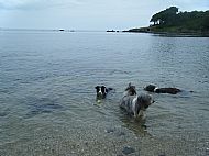Swimming