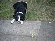 Playing ball