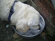Drinking