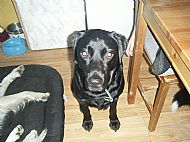 Rocko
