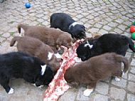 Some puppies tucking into a lamb bone.