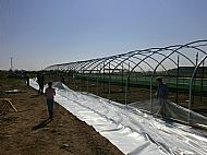 What a lot of plastic! The cover for our latest polytunnel