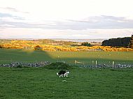 View east across our fields to Dornoch beach & beyond