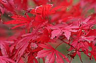 'Autumn Red' Rob Ware