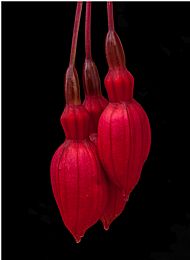 'Fuschia' David McHutchison