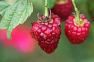 'Red and Juicy' Rob Ware'