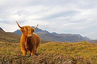 'Red Coo' Janet Macleod