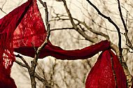 'Red scarf' Kyla Orr