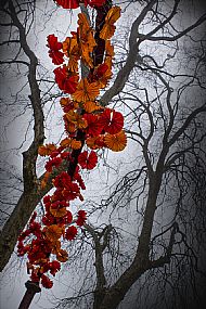 'Tree flowers' Kyla Orr