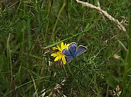 Common Blue