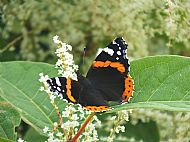 Red Admiral