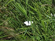 Green-veined White