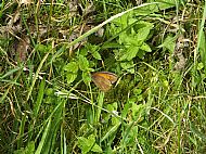 Meadow Brown