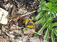 Small Copper