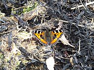 Small Tortoiseshell