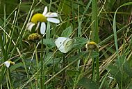 Small White