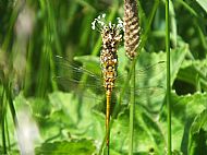 Common Darter