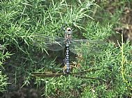 Common Hawker