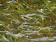 Blue-tailed Damselfly