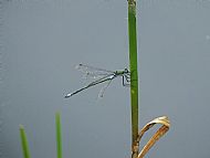 Emerald Damselfly