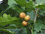 Oak Marble Gall