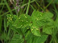 Dasineura pustulans