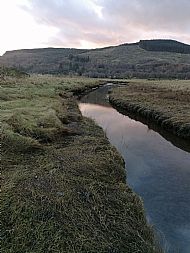 Saltmarsh Rush community