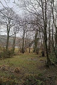 Flooded Alder woodland