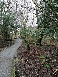 Maturing broadleaved woodland