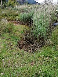 Reedbed