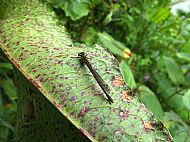 Large Red Dragonfly