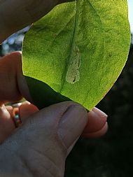 Mine on a leaf of Sorrel