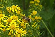 Antler Moth