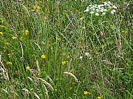 Upper Marsh Wild Flower Meadow